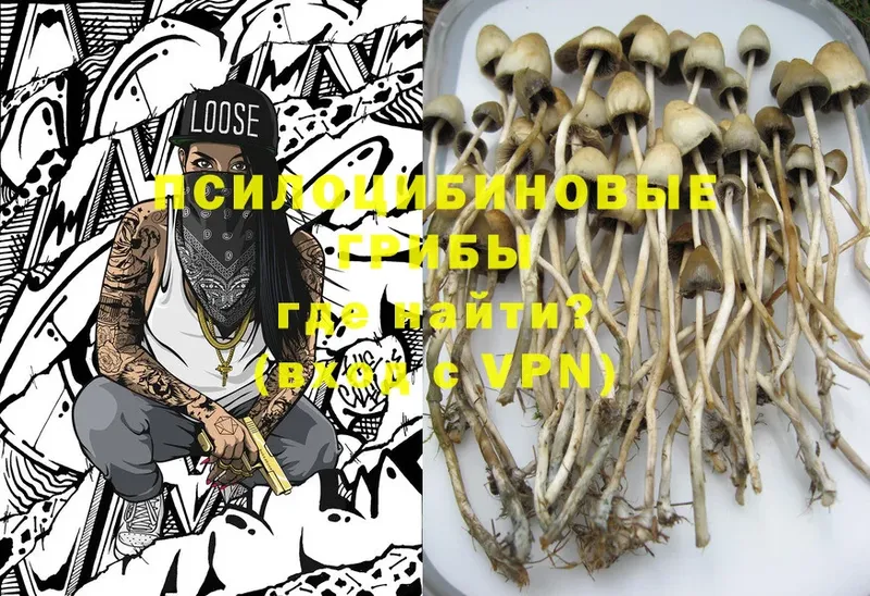 Галлюциногенные грибы Psilocybe  Заволжье 